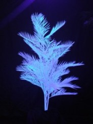 UV Palm